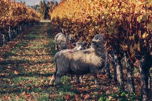 Sheep grazing in the vineyard in Autumn.
