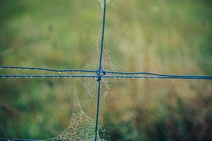 A spiderweb on a fence.