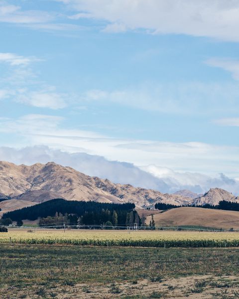 A corn field adjacent to Trelawne vineyard in the Awatere valley.