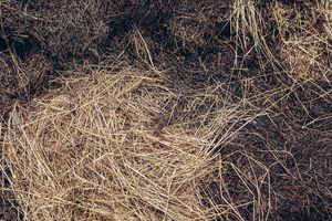 Hay in the compost.